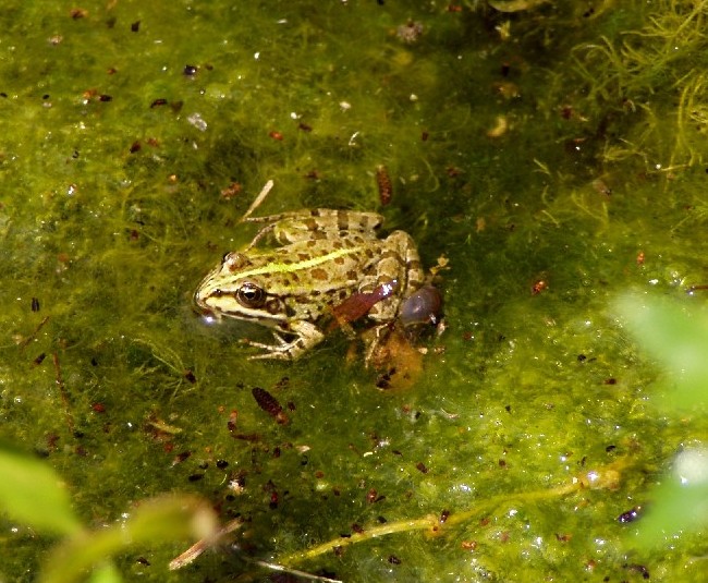 Il Laghetto del Centro di Entomologia - Piombino (LI)